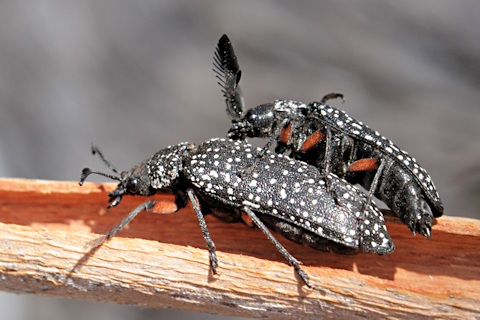 Rhipicera Beetle (Rhipicera sp)